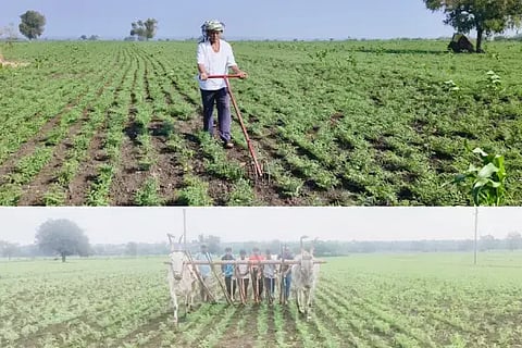cultivation work 