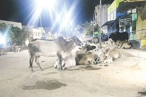 ಸಿರವಾರ ಪಟ್ಟಣದ ರಾಯಚೂರು-ಲಿಂಗಸುಗೂರು ಮುಖ್ಯರಸ್ತೆ ಮೇಲೆ ಮಲಗಿರುವ ಬಿಡಾಡಿ ದನಗಳು.