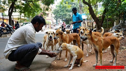 ಬೀದಿನಾಯಿ