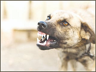 dog