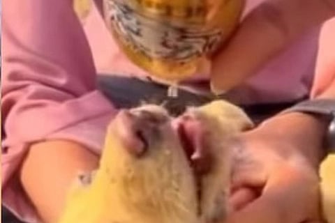 dog