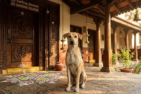  Dog Omens ಸಾಂದರ್ಭಿಕ ಚಿತ್ರ