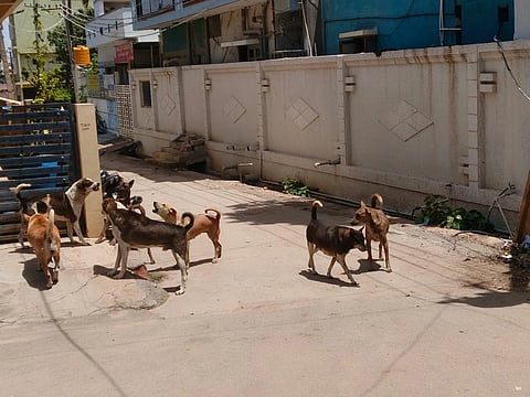 street dogs problem