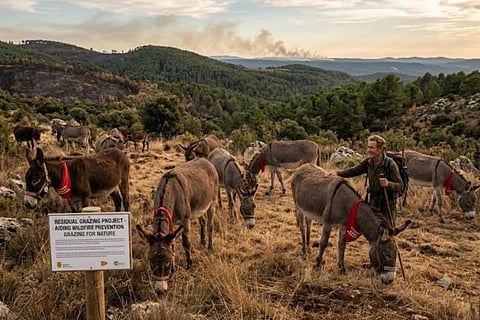 Spain Wildfire Donkeys ಸಾಂದರ್ಭಿಕ ಚಿತ್ರ