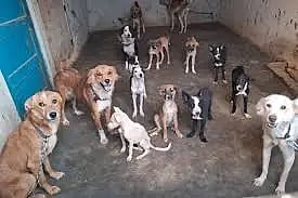 streetdogs