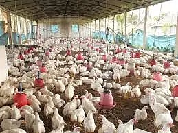 bird flu