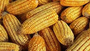ಮೆಕ್ಕೆಜೋಳ