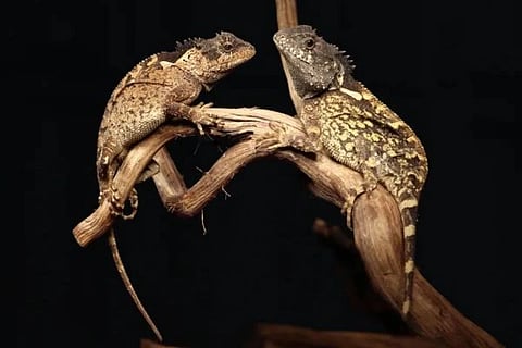 House Of The Dragon ಸಾಂದರ್ಭಿಕ ಚಿತ್ರ