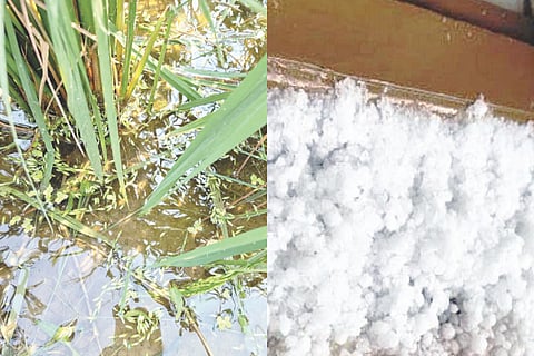ದೇವದುರ್ಗ ತಾಲೂಕು ಪರ್ತಾಪುರ ಗ್ರಾಮದಲ್ಲಿ ಸುರಿದ ಆಲಿಕಲ್ಲು ಮಳೆಗೆ ಭತ್ತದ ಬೆಳೆ ಹಾಳಾಗಿ ಕಾಳು ಉದುರಿರುವುದು ಹಾಗೂ ದೇವದುರ್ಗ ತಾಲೂಕು ಜೇರಬಂಡಿ ಗ್ರಾಮದಲ್ಲಿ ಆಲಿಕಲ್ಲು ಮಳೆ ಬಿದ್ದಿರುವುದು.