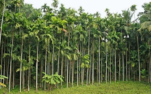 ಅಡಿಕೆ ಬೆಳೆ