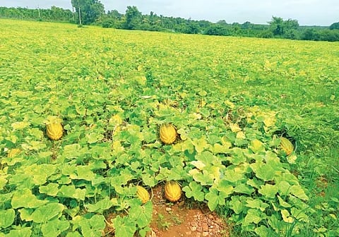 ಸಿದ್ದನೂರಿನಲ್ಲಿ  ಬೆಳೆದಿರುವ ಸಾಂಬಾರ್ ಸೌತೆಯ ಹೊಲ. 