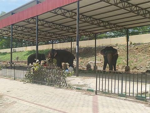 ದಸರಾ ಗಜಪಡೆ