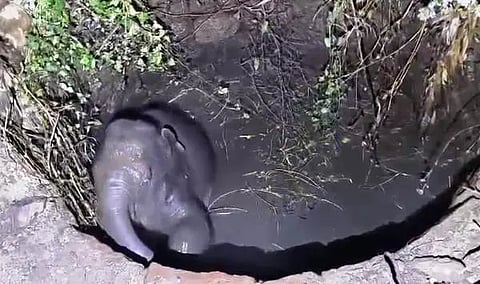ಕನಕಪುರದಲ್ಲಿ ಆನೆ ಮರಿ ರಕ್ಷಣೆ