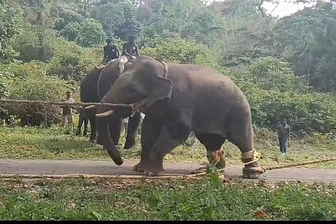 ವಿರಾಜಪೇಟೆ ತಾಲೂಕು ಚೆಂಬೆಬೆಳ್ಳೂರು ಬಳಿ ಈಚೆಗೆ ಸೆರೆ ಹಿಡಿಯಲಾದ ಕಾಡಾನೆ