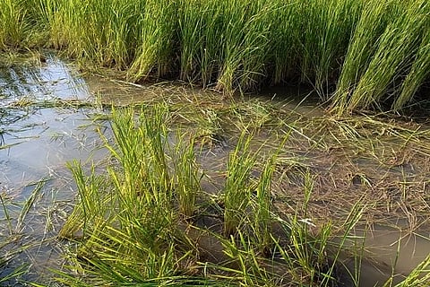 ಭತ್ತದ ಗದ್ದೆಯಲ್ಲಿ ದಾಂಧಲೆ ನಡೆಸಿದ ಕಾಡಾನೆಗಳು