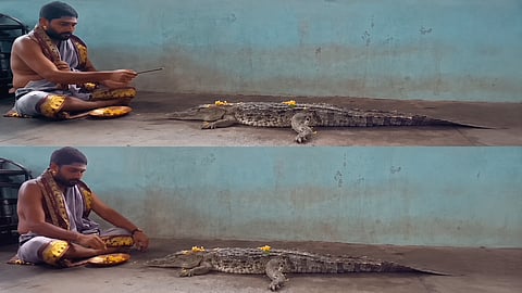  ಮೊಸಳೆಗೆ ಪೂಜೆ ಮಾಡಿದ ಅರ್ಚಕ