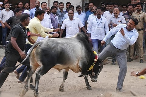 ಕೋಣ ಇರಿದ ಸಾಂದರ್ಭಿಕ ಫೋಟೋ