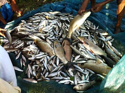 Fish farming