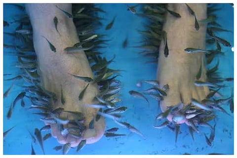 Fish Pedicure Risks