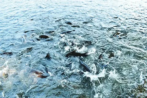 ಬಿಸಿಲಿನ ಹೊಡೆತಕ್ಕೆ ಕಂಗೆಟ್ಟಿರುವ ಮೀನುಗಳ ಸಂತತಿ