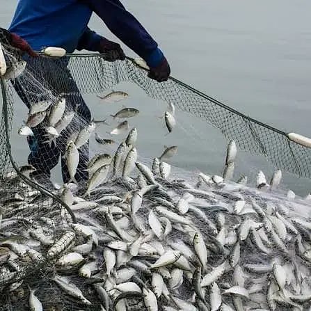 Rainfall deficit affects fish farming!