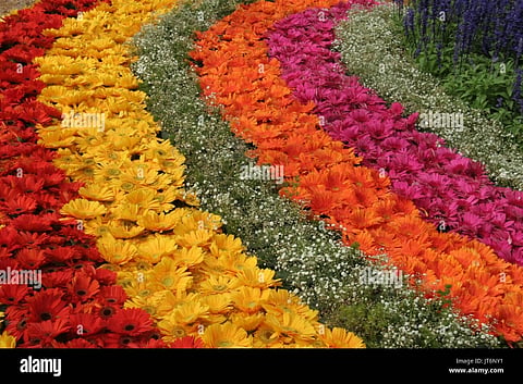 lalbagh flower show 