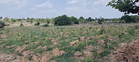 mini forest