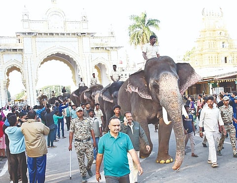  ದಸರಾ ಆನೆಗಳು