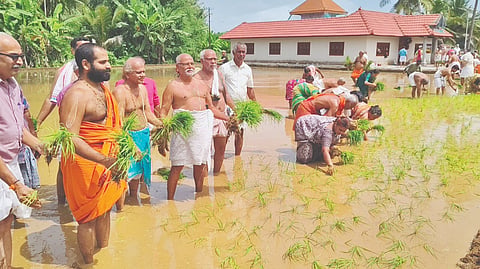  ಗೌರಿ ಗದ್ದೆಗಿಳಿದು ಭತ್ತದ ಸಸಿಗಳನ್ನು ಶ್ರೀ ವಿಶ್ವವಲ್ಲಭತೀರ್ಥ ಸ್ವಾಮೀಜಿ ನಾಟಿ ವಾಡಿದರು. ಶಿಷ್ಯರು, ಪರಿಸರದ ರೈತರು, ಮಹಿಳೆಯರು ಸಾಥ್ ನೀಡಿದರು.