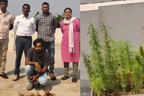 Ganja Addiction