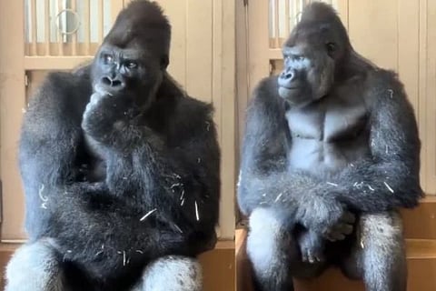 Kiyomasa Gorilla (ಚಿತ್ರ X)
