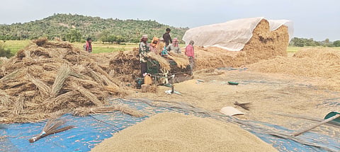  ಬೈಲುಪೇಟೆ ಪ್ರದೇಶದಲ್ಲಿ 15 ವರ್ಷದಿಂದ ಎಕ್ರೆಗಟ್ಟಲೆ ಜಮೀನಿನಲ್ಲಿ ತರಕಾರಿ ಕೃಷಿ.  