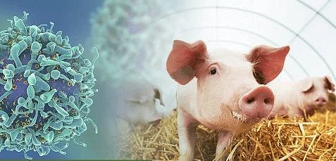 ಚೀನಾದಲ್ಲಿ ಪತ್ತೆಯಾದ ಮೊದಲ ಮಾನವ H1N2v ಹಂದಿ ಜ್ವರ ಪ್ರಕರಣ