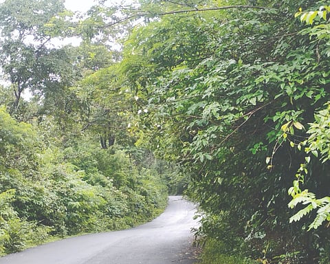 ರಸ್ತೆ ಇಕ್ಕೆಲದಲ್ಲಿ ಬೆಳೆದು ನಿಂತ ಗಿಡಗಂಟಿ