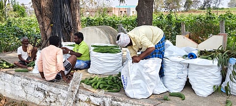 ಬೆಲೆ ಹಿಗ್ಗಿಸದ ಹೀರೆಕಾಯಿ watermelon