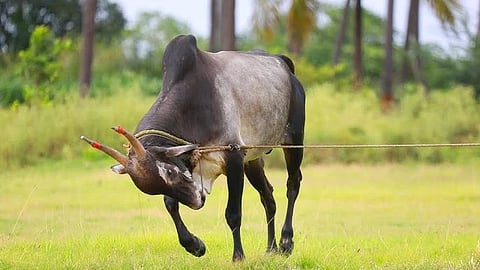 ಗೂಳಿ 