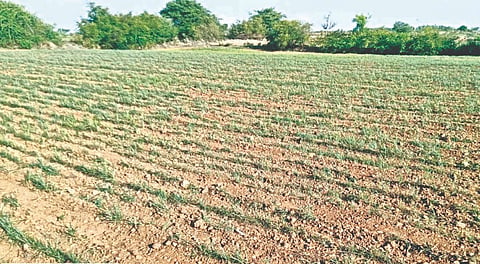  ಮಳೆಯಾಗದೆ ಹೊಸದುರ್ಗ ತಾಲೂಕಿನ ರಂಗವ್ವನಹಳ್ಳಿಯಲ್ಲಿ ಒಣಗುತ್ತಿರುವ ಸಾವೆ ಬೆಳೆ.