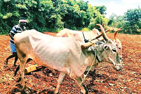  ಹೊಸದುರ್ಗ ತಾಲೂಕಿನ ಕಡದಿನಕೆರೆ ಗ್ರಾಮದಲ್ಲಿ ರೈತ ಬಿತ್ತನೆಗೆ ಜಮೀನು ಸಿದ್ದಗೊಳಿಸುತ್ತಿರುವುದು. sowing    
