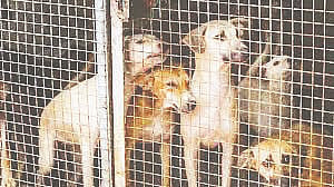 ಬೀದಿನಾಯಿಗಳ ಸಾಂದರ್ಭಿಕ ಚಿತ್ರ