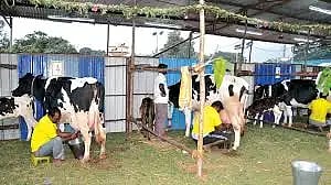 Milk draw
