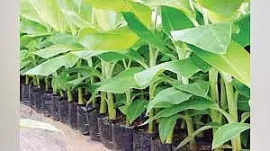 Banana Seedling
