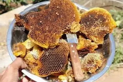 ಹೆಜ್ಜೇನು ಗೂಡು 