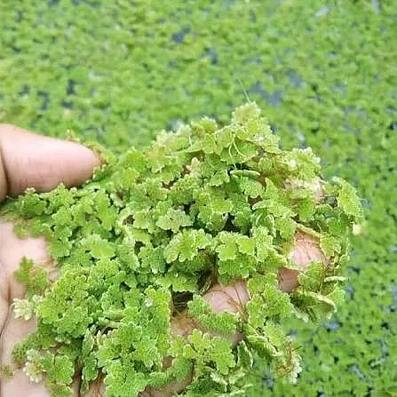 ajola plant