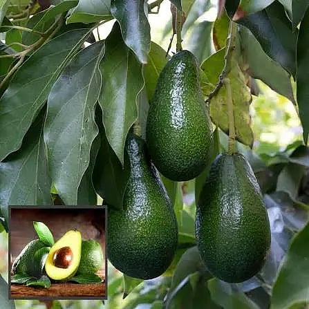 butter fruit