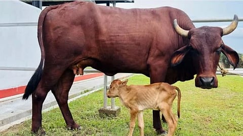 ಅಸ್ಸಾಂನಲ್ಲಿ IVF ಮೂಲಕ  ಸ್ಥಳೀಯ ತಳಿಯ ಕರು ಜನನ