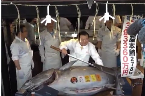 Fish 