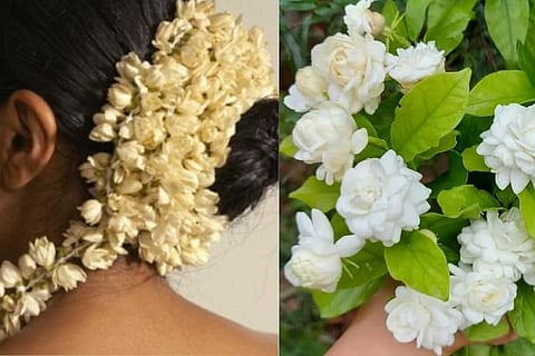 Jasmine Flower Care