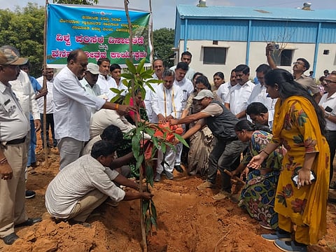 Sapling planting program launched
