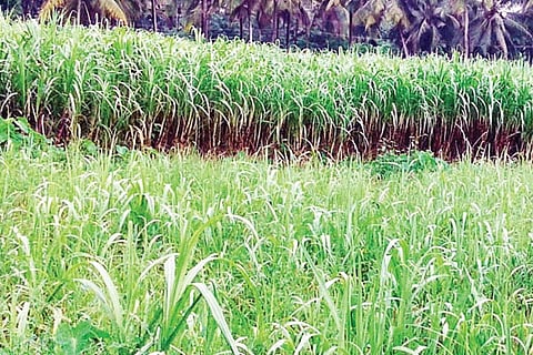 ಕಬ್ಬು
