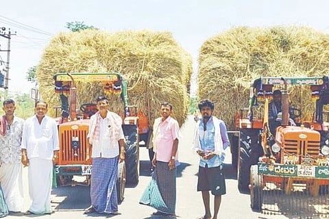 ದಿಬ್ಬದಹಳ್ಳಿ ಗ್ರಾಮದ ದೇವರ ಎತ್ತುಗಳಿಗೆ ಮೇವು ಪೂರೈಸಲಾಯಿತು.